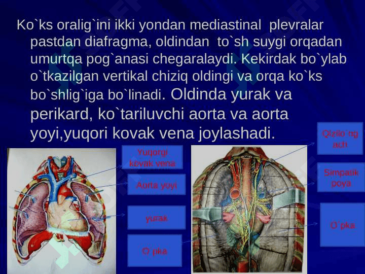 Ko`krakning Klinik anatomiyasi. Ko`krak bo`shlig`i azolari operatsiyalari. 5