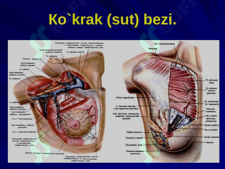 Ko`krakning Klinik anatomiyasi. Ko`krak bo`shlig`i azolari operatsiyalari. 6
