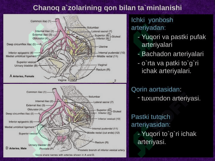 Chanoq sohasi klinik anatomiyasi . Chanoq boshlig`i azolarining topografiyasi . Chanoq azolarining operativ jarrohligi 7