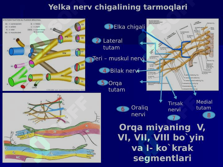 Qo`l va oyoq nerv poyalarining klinik anatomiyasi va operativ jarrohligi. 6