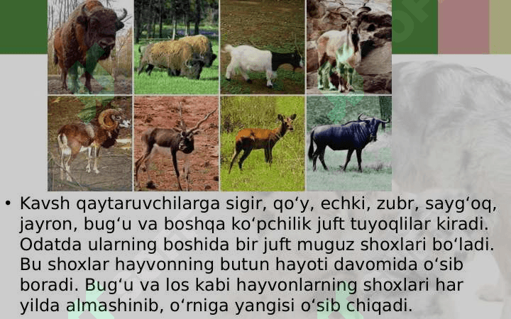 SUT EMIZUVCHILAR SINFI 4