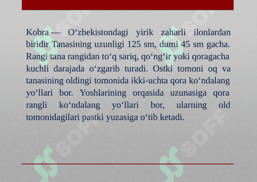 O‘rta Osiyo kobrasi 2