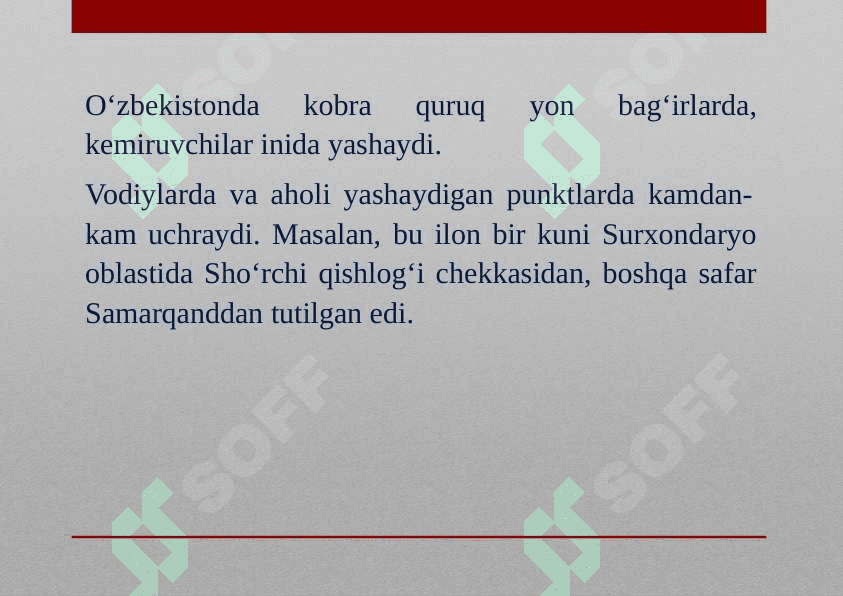 O‘rta Osiyo kobrasi 5