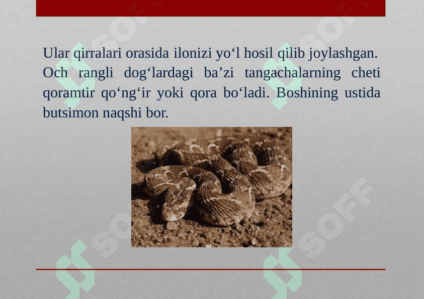 O‘rta Osiyo kobrasi 8