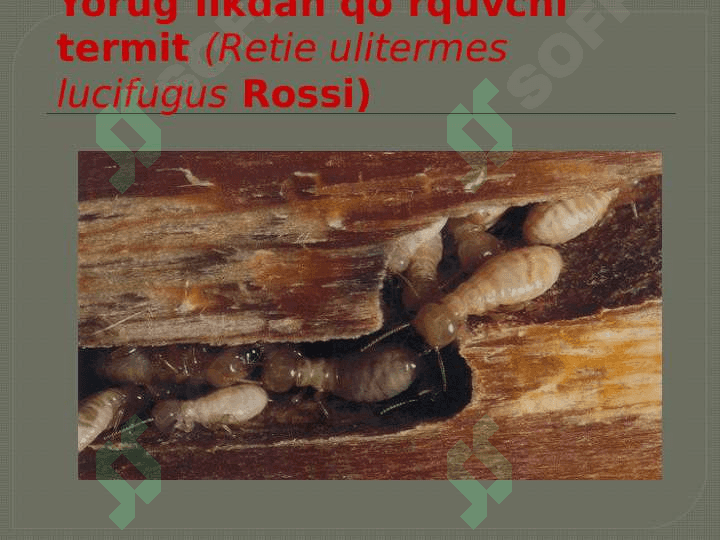 HASHAROTLAR BIOZARARLANISH MANBALARI 8