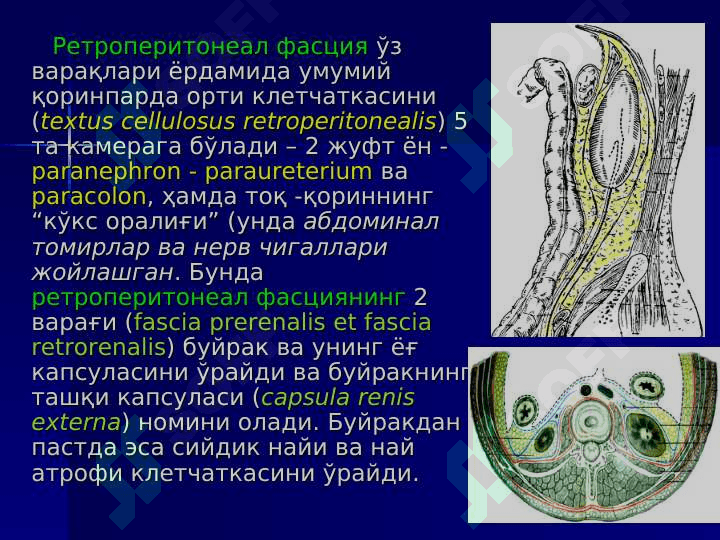 БЕЛ СОҲАСИ ВА ҚОРИНПАРДА ОРТИ БЎШЛИҒИНИНГ ЖАРРОҲЛИК АНАТОМИЯСИ. БУЙРАК ВА СИЙДИК ЙЎЛЛАРИДА ОПЕРАЦИЯЛАР . Bel sohasi va qorin parda orti bo`shlig`ining jarrohlik anatomiyasi buyrak va siydik yo`llarida operatsiyalar 6
