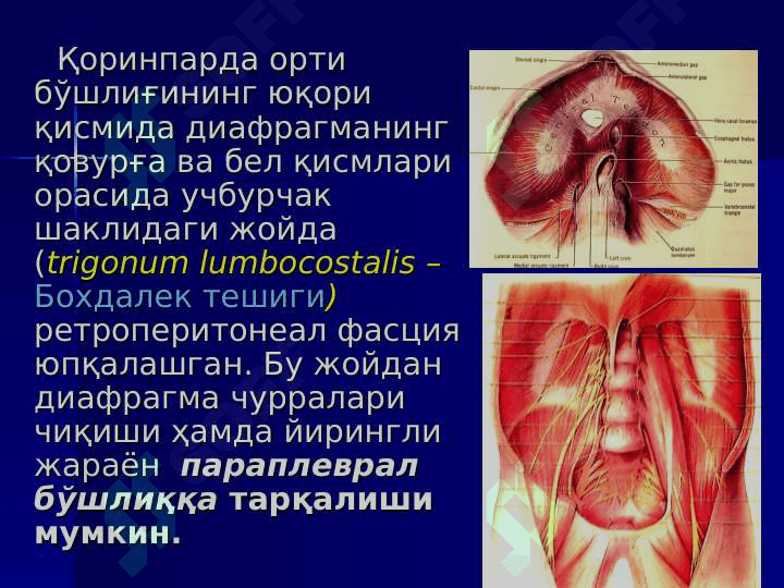 БЕЛ СОҲАСИ ВА ҚОРИНПАРДА ОРТИ БЎШЛИҒИНИНГ ЖАРРОҲЛИК АНАТОМИЯСИ. БУЙРАК ВА СИЙДИК ЙЎЛЛАРИДА ОПЕРАЦИЯЛАР . Bel sohasi va qorin parda orti bo`shlig`ining jarrohlik anatomiyasi buyrak va siydik yo`llarida operatsiyalar 8