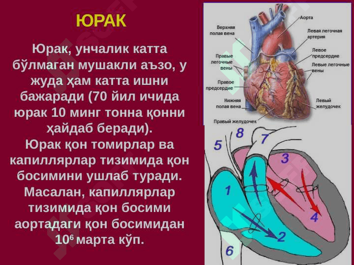 Артериал ва веноз қон томирларда бажариладиган оператив аралашувларнинг клиник анатомик негизлари. Переферик нервлардаги операциялар тамойиллари.Йирингли жараёнларнинг локализацияси ва тарқалишини клиник анатомик хусусиятлари. Ампутация ва экзартикуляциялар 4