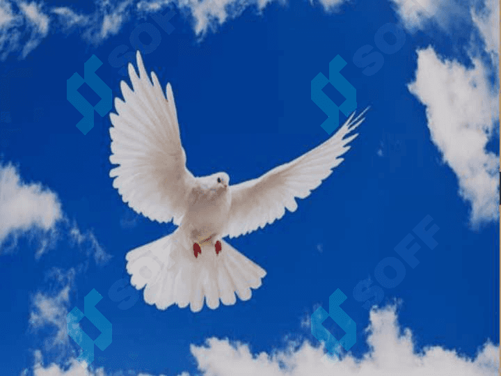 Qushlar migratsiyasi 3