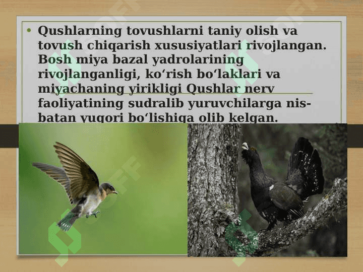 Qushlar migratsiyasi 5