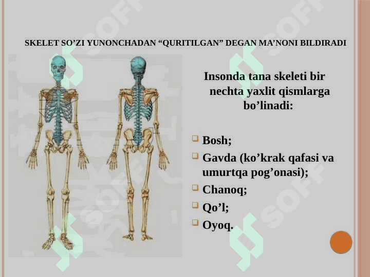 Tayanch va hazm tizimi 5
