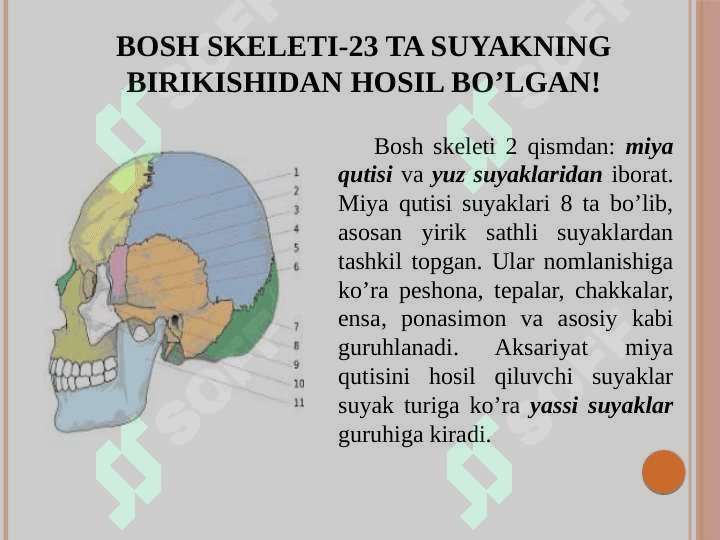 Tayanch va hazm tizimi 6