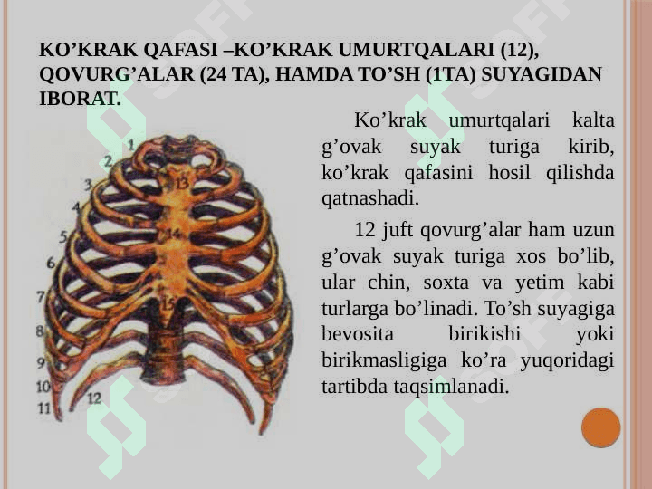 Tayanch va hazm tizimi 8