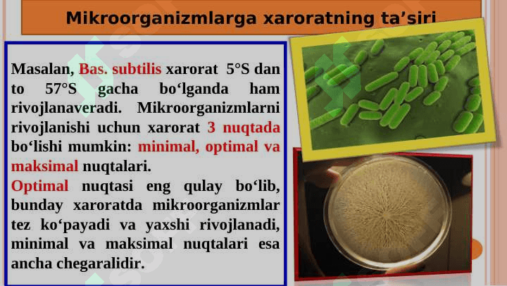 Mikroorganizmlarning hayot faoliyatiga tashqi muhit omillarining tasiri 6