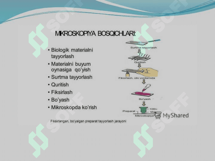 Mikroorganizmlarning strukturasi, murakkab bo’yash usullari 8