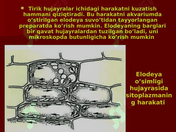 HUJAYRALARNING HAYOTIY FAOLIYATI 3