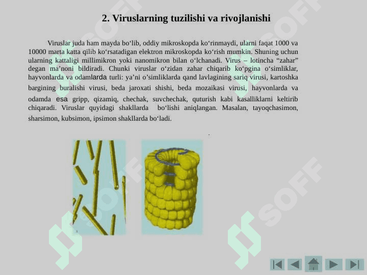 Viruslar va bakteriofaglar . Вируслар ва бактериофаглар 4