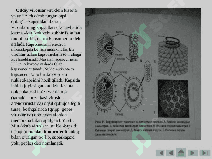 Viruslar va bakteriofaglar . Вируслар ва бактериофаглар 7