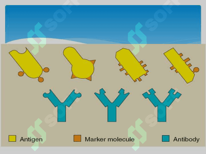 Antigen va antitela . Антиген ва антитела 5