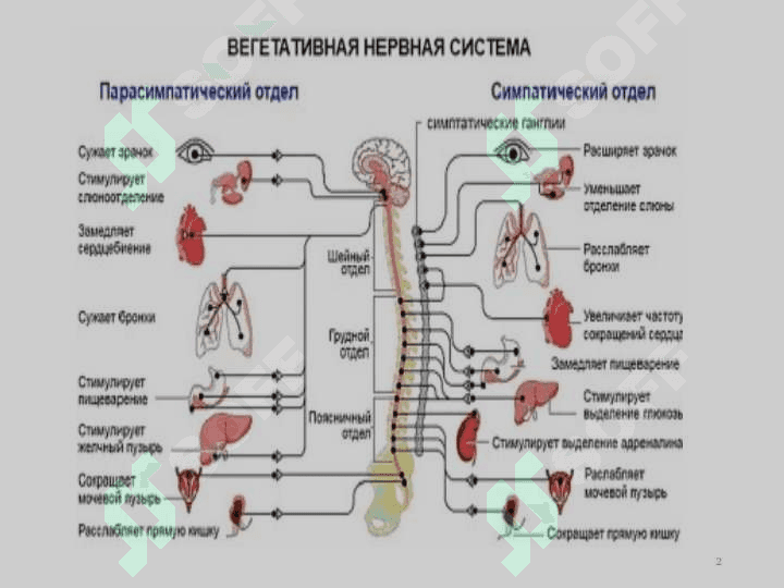 Н - ХОЛИНОРЕЦЕПТОРЛАРГА ТАЪСИР ЭТУВЧИ ВОСИТАЛАР . холиноблокаторлар  холиномиметиклар . N xolinoretseptorlarga tasir etuvchi vositalar N xolinoblokatrlar Xolinomimetikar 2