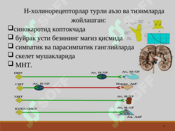 Н - ХОЛИНОРЕЦЕПТОРЛАРГА ТАЪСИР ЭТУВЧИ ВОСИТАЛАР . холиноблокаторлар  холиномиметиклар . N xolinoretseptorlarga tasir etuvchi vositalar N xolinoblokatrlar Xolinomimetikar 3