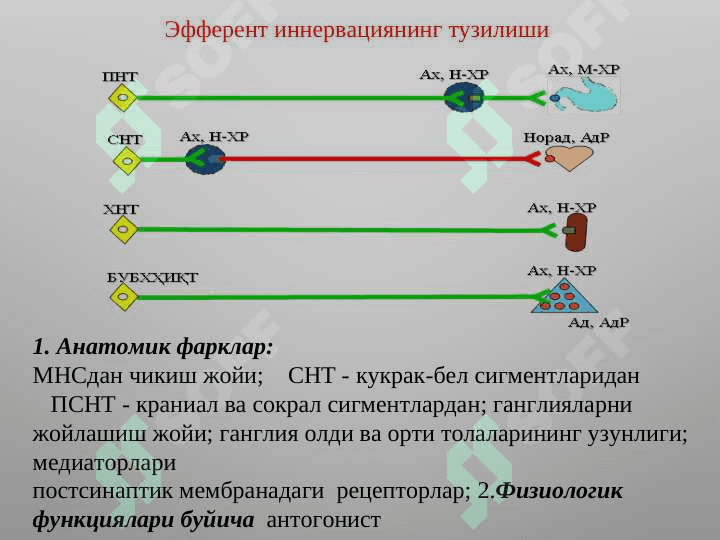 М-Н холинорецепторларга тасир этувчи воситалар . М холиномиметиклар . М  холиноблокаторлар . Антихолинэстераз воситалар . Mn xolinoretseptorlarga tasir qiluvchi vositalar . M xolinomimetiklar . M xolinoblokatorlar . Antixolinesteraz vositalar 3