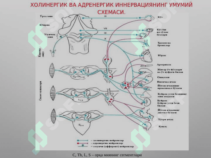 М-Н холинорецепторларга тасир этувчи воситалар . М холиномиметиклар . М  холиноблокаторлар . Антихолинэстераз воситалар . Mn xolinoretseptorlarga tasir qiluvchi vositalar . M xolinomimetiklar . M xolinoblokatorlar . Antixolinesteraz vositalar 4