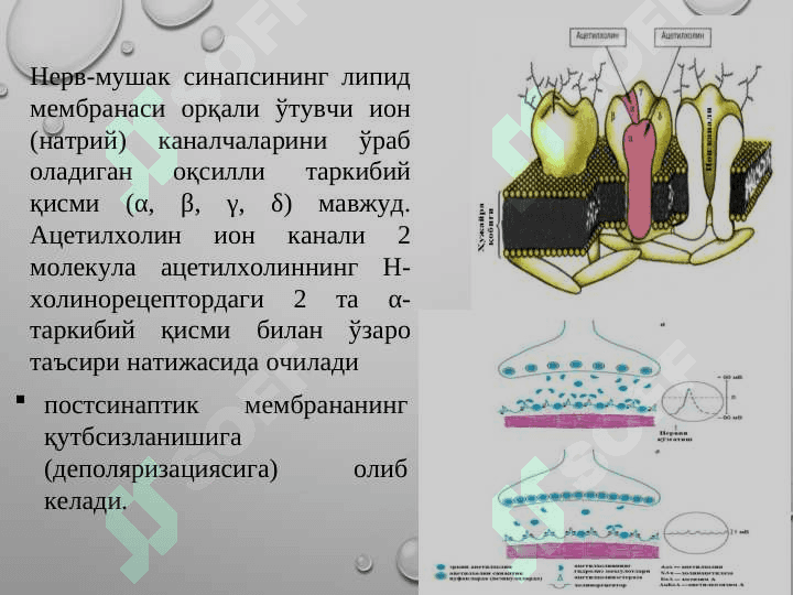 М-Н холинорецепторларга тасир этувчи воситалар . М холиномиметиклар . М  холиноблокаторлар . Антихолинэстераз воситалар . Mn xolinoretseptorlarga tasir qiluvchi vositalar . M xolinomimetiklar . M xolinoblokatorlar . Antixolinesteraz vositalar 5