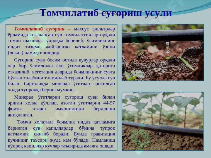Томчилатиб суғориш усули 3