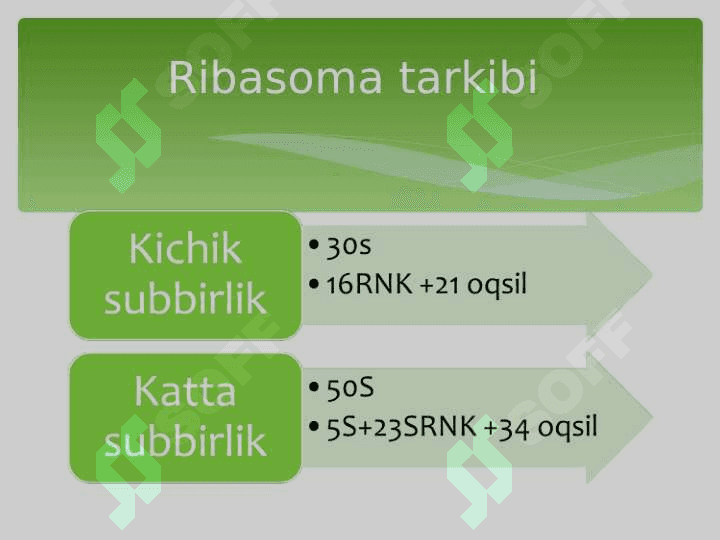 Prоkаriоt vа eurаkаriоtlаrning ribоsоmаsining tuzilishi vа funksiyalаri 7