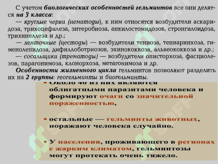 Слайд на тему гельминтов 6