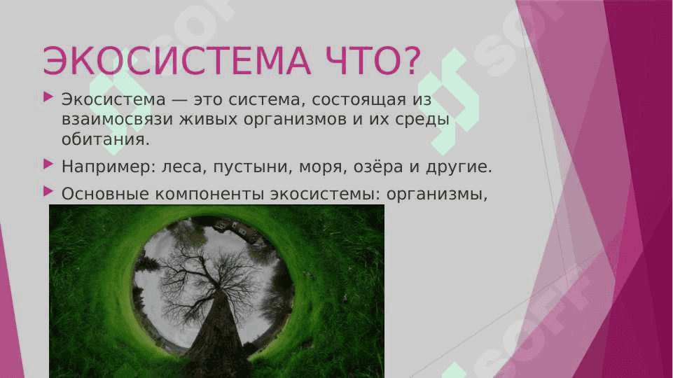 "Экология это" слайд 4