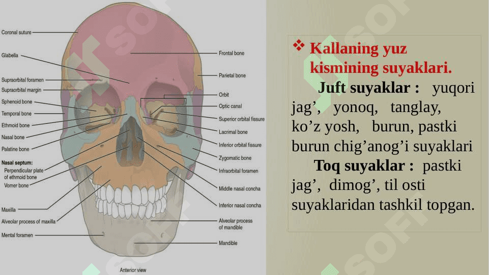 Kallaning Yuz qismidagi suyaklarning tuzilishi 5