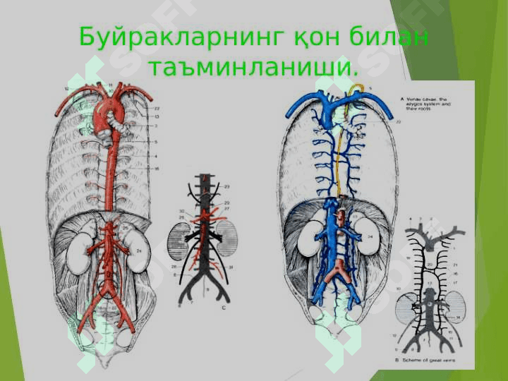 BЕL SOHASINING KLINIK ANATOMIYASI. 5
