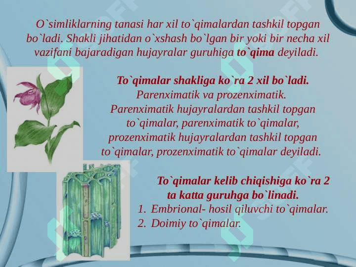 O`simliкlarning to`qimalari 2