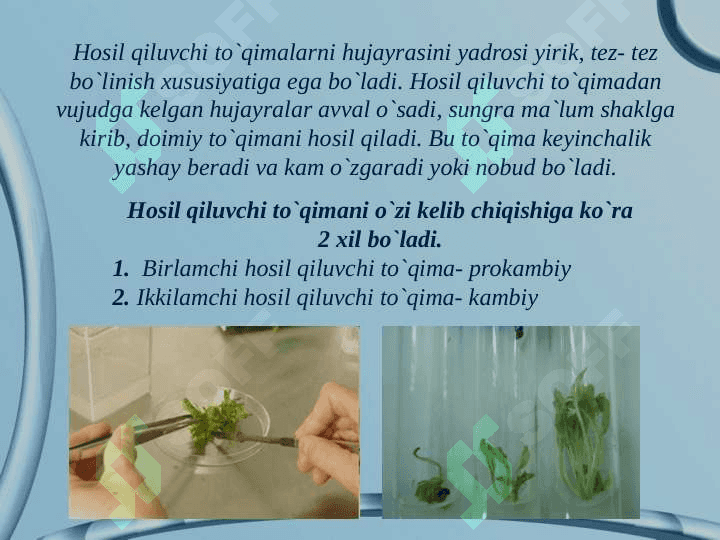 O`simliкlarning to`qimalari 3