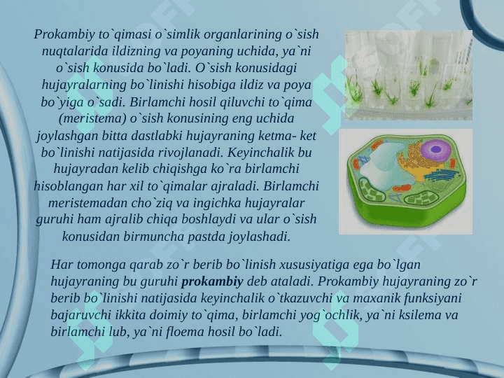 O`simliкlarning to`qimalari 4
