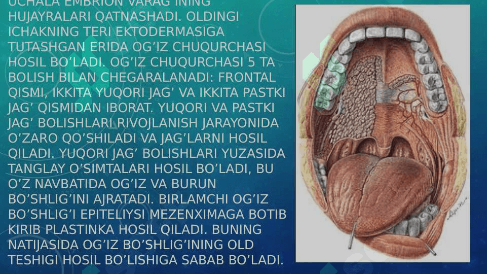 Ovqat hazm qilish tizimi. Og’iz bo’shlig’i a’zolari 2