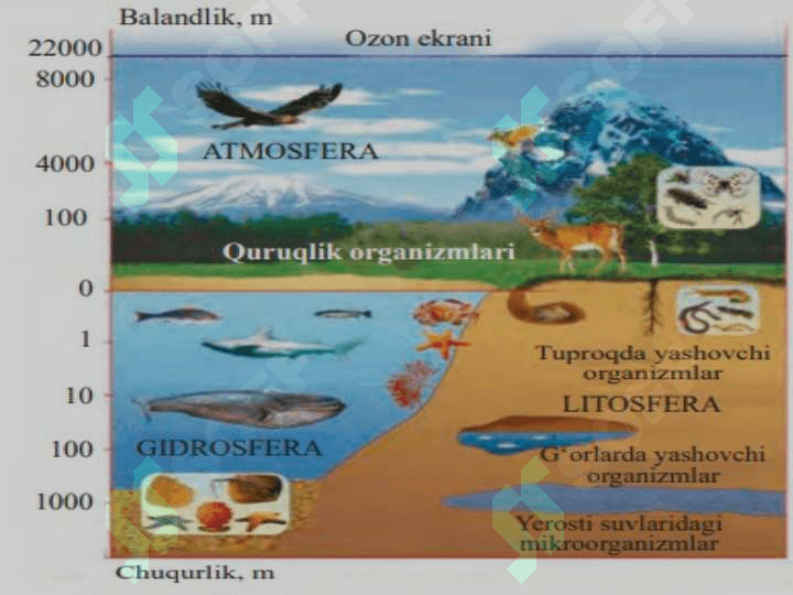 Biosfera va noosfera haqidagi talimotlar 4