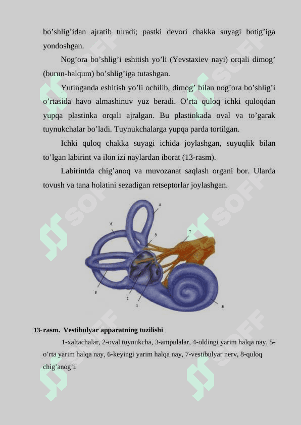 TA'M BILISH VA ESHITISH ORGANLARINING TUZILISHINI O’RGANISH 4