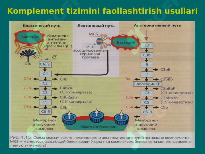 Komplement bog'lash reaksiyasi 2
