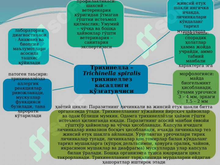 Yumaloq chuvalchanglar tipi . Trixinella . Rishta . Vuxareriya . Юмалоқ чувалчанглар типи . Трихинелла . Ришта . Вухарерия . Тиббиётдаги ахамияти . Овогельминтоскопия усуллари 3
