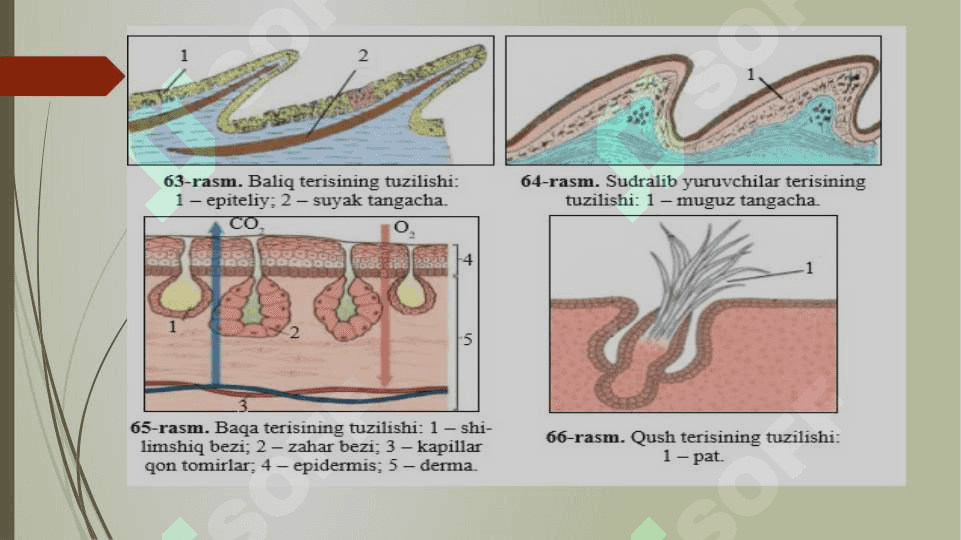 Qoplovchi va Tayanch harakat tizimi ontofilogenezi 6