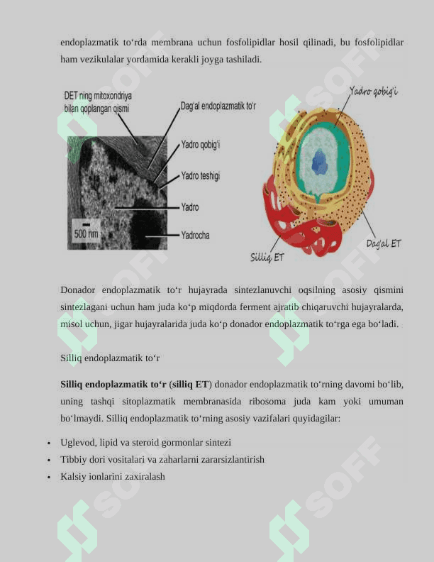 Endoplazmatik to'r 4