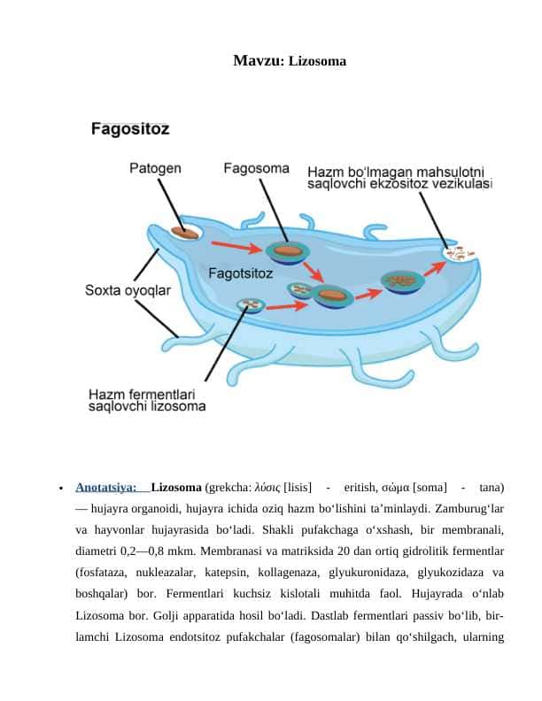 Lizosoma 1
