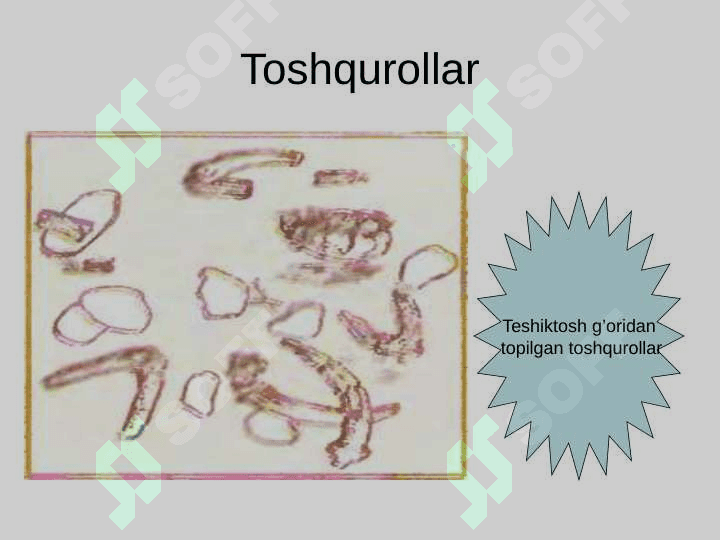 Teshiktosh g’ori 4