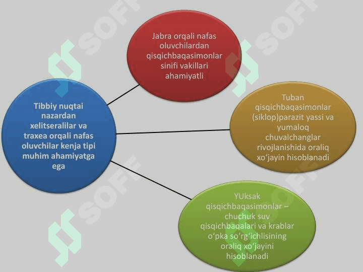 TIBBIYOT ARAXNOENTOMOLOGIYASI. TIBBIYOT AHAMIYATIGA EGA BO‘LGAN O‘RGIMCHAKSIMONLAR: QISHLOQ, TAYGA, QICHITMA VA IT KANALARI 5