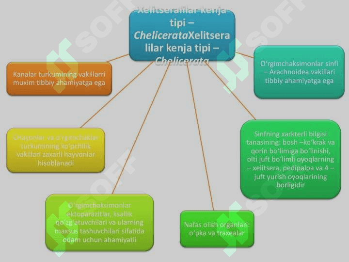 TIBBIYOT ARAXNOENTOMOLOGIYASI. TIBBIYOT AHAMIYATIGA EGA BO‘LGAN O‘RGIMCHAKSIMONLAR: QISHLOQ, TAYGA, QICHITMA VA IT KANALARI 6