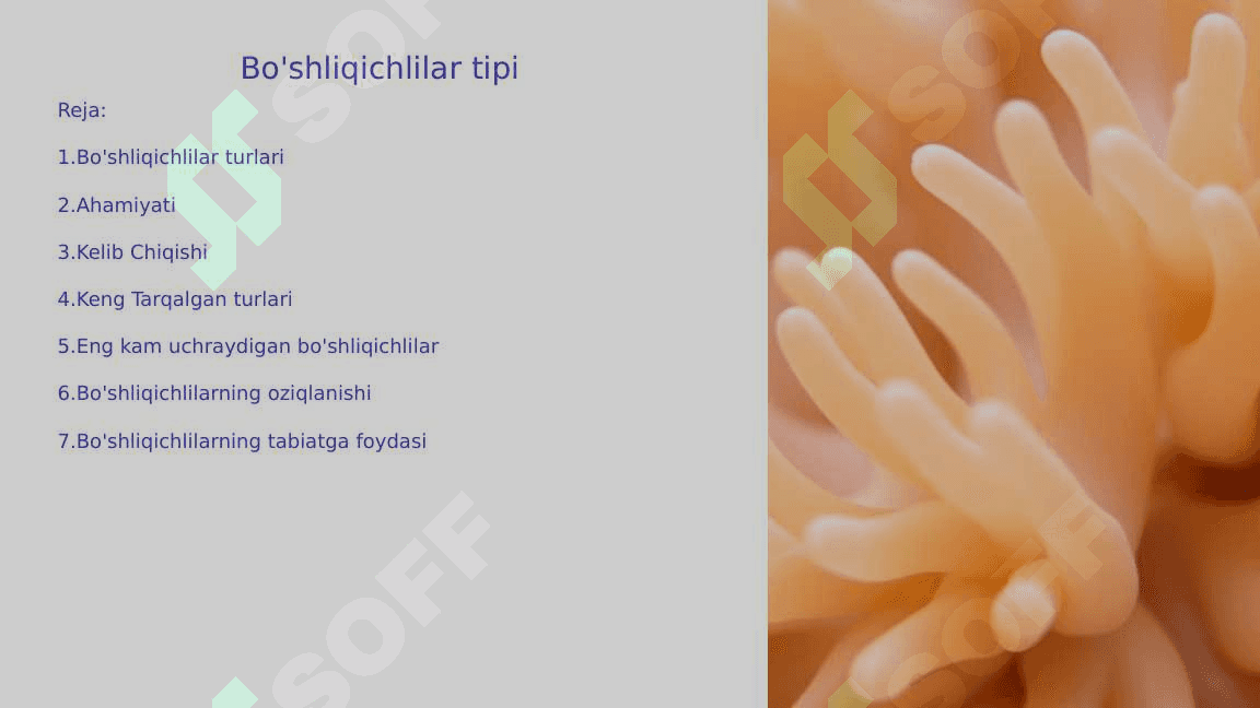 Bo'shliqichlilar tipi 2