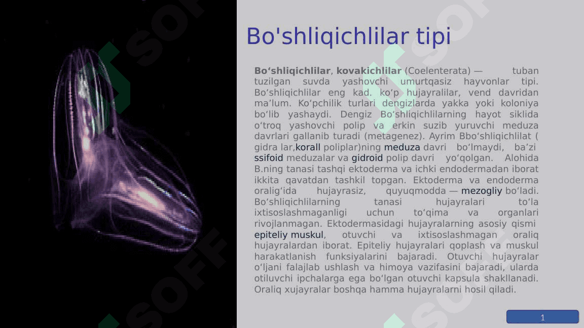 Bo'shliqichlilar tipi 3